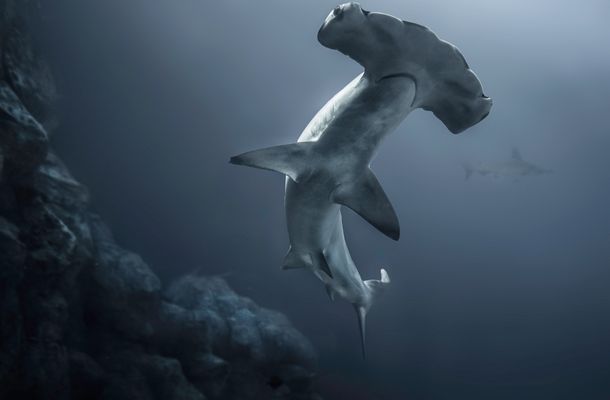 largest hammerhead shark was 14 feet long