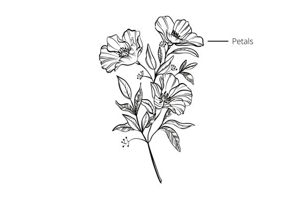 parts of a flower - Petals
