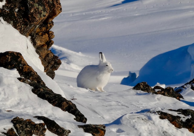 Arctic Hare Facts For Kids