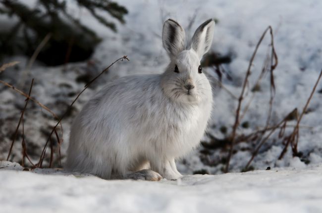Arctic hare in Cold Place