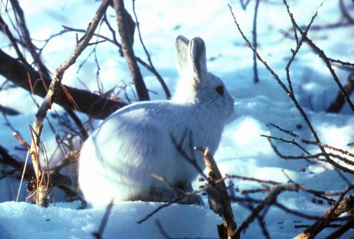 Arctic hares on hunt