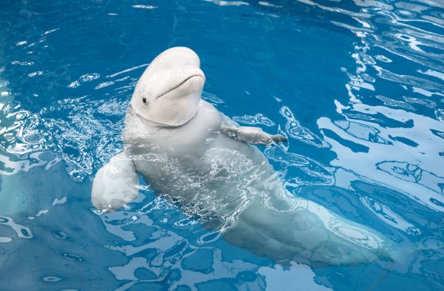 Beluga Whale Facts