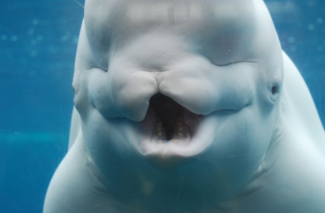 Beluga Whales have a huge appetite