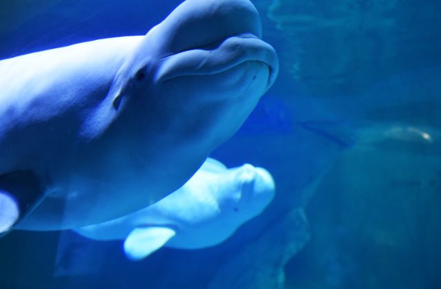 Beluga whales  with baby
