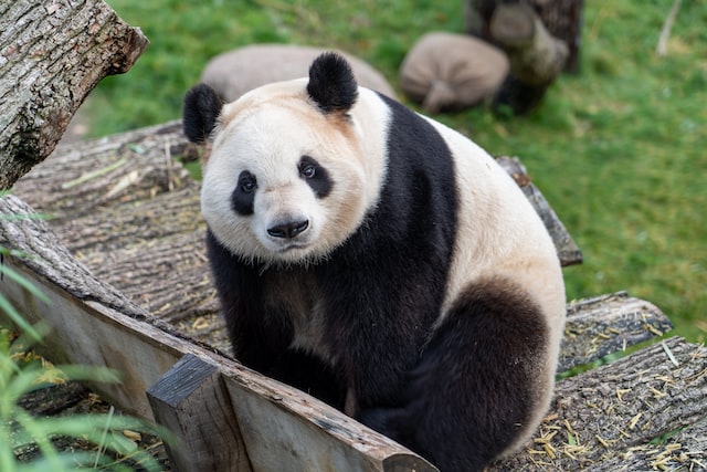 Giant Panda Facts For Kids