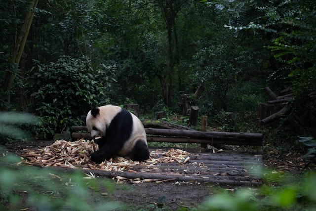 Giant panda in jungle