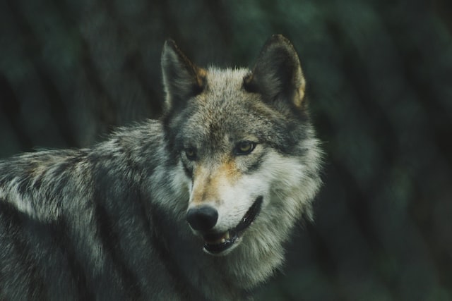 Gray Wolf Facts for Kids