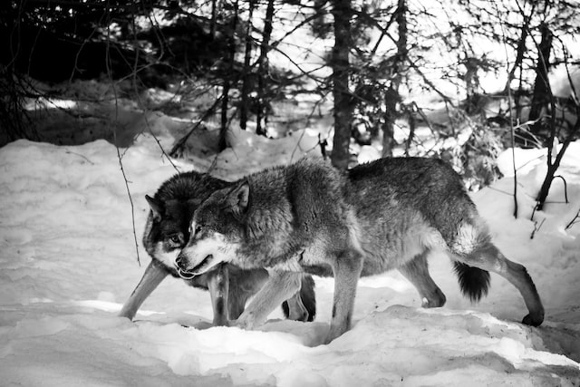 Gray Wolf communication with each other