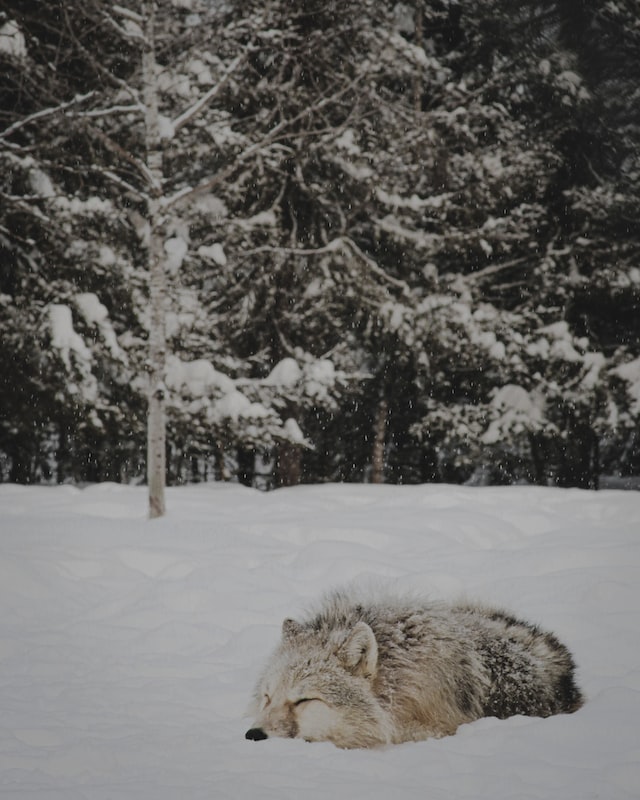 Gray Wolf sleeping on snow
