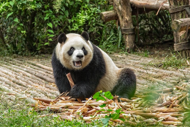 Heavy Giant panda