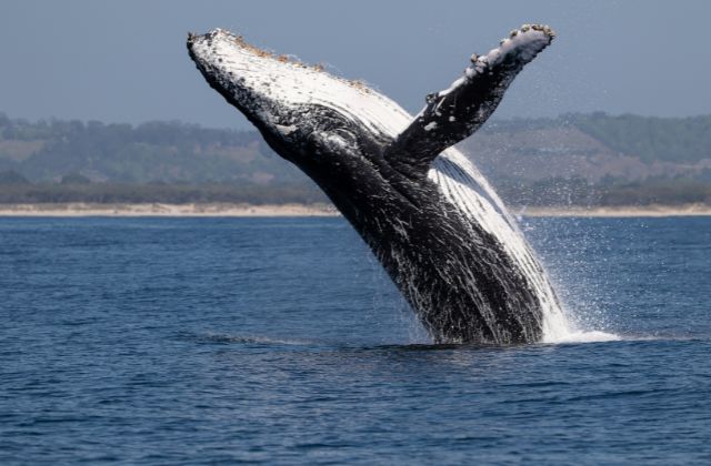 Humpback whales breach out of the water