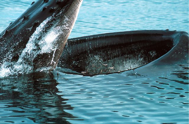 Humpback whales  feeding strategy