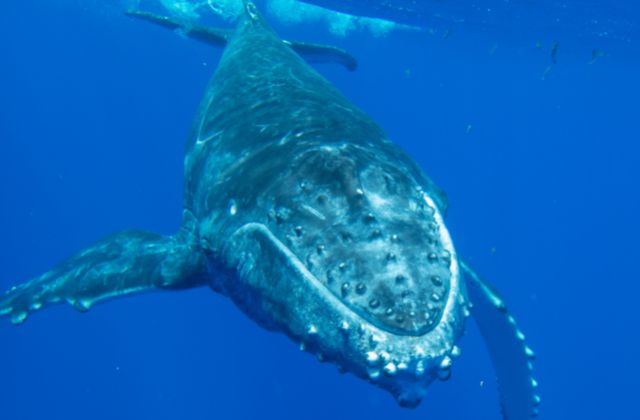 Humpback whales usually travel alone