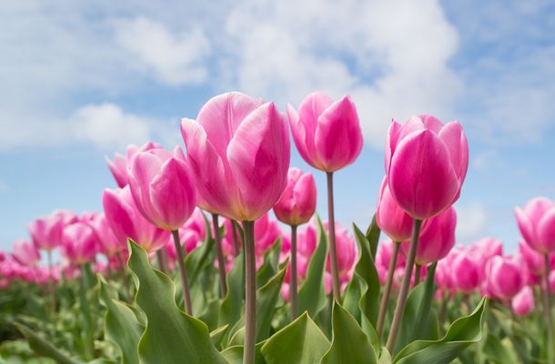 Tulips originated in Turkey