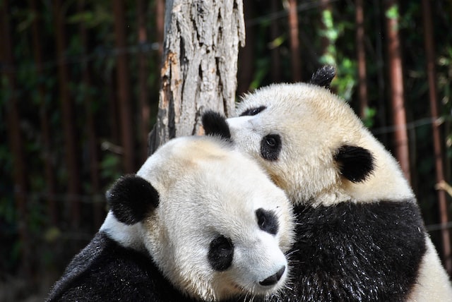 Two Giant pandas in jungle