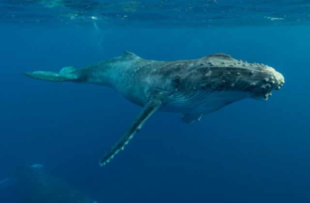 humpback whales back