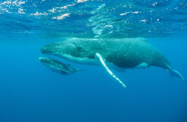  Female humpback whales give birth every three years