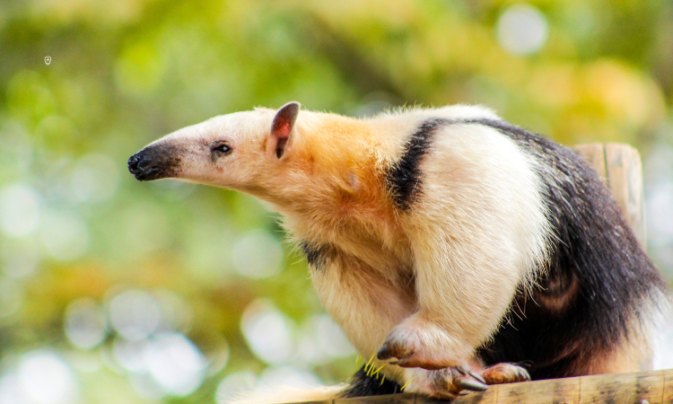 Anteater Facts