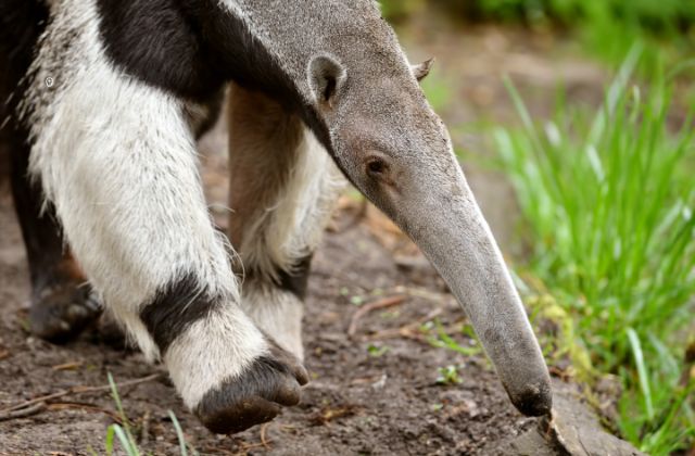 anteater typically consumes ants