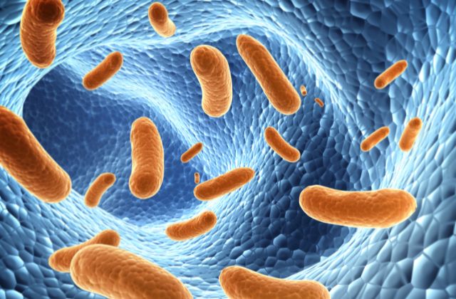 Bacteria can adapt very quickly