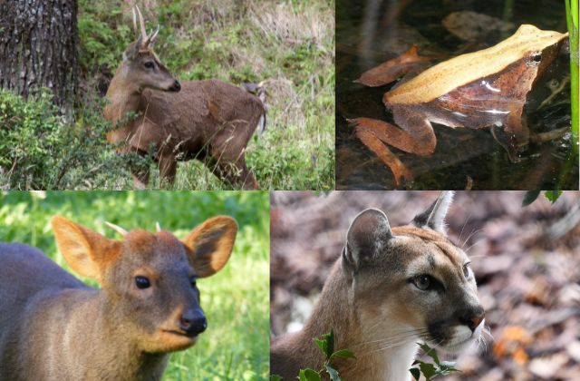 Chile has some almost extinct animals