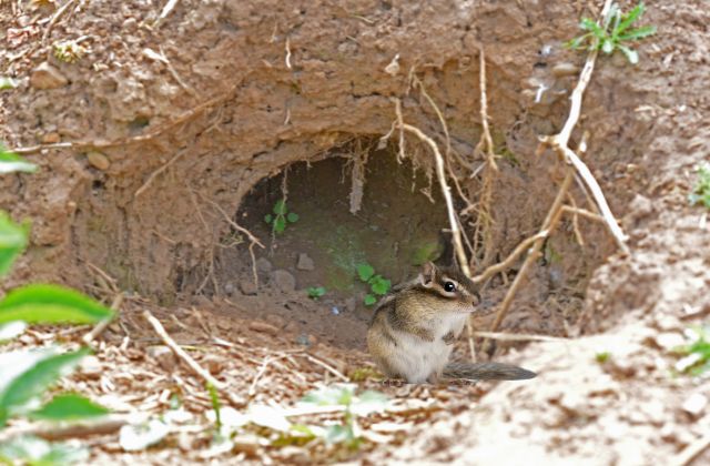 Chipmunks reside in burrows or tunnels