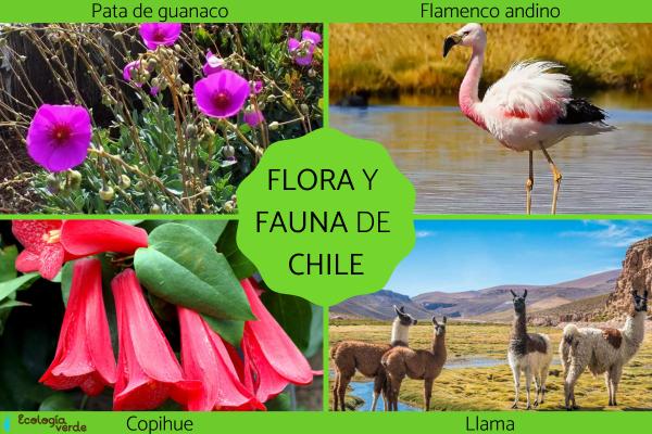 Flora and Fauna chile