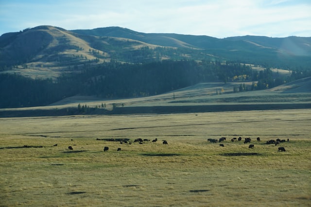 Greenery of Yellowstone National Park