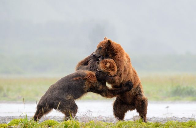 Grizzly bears fighting 
