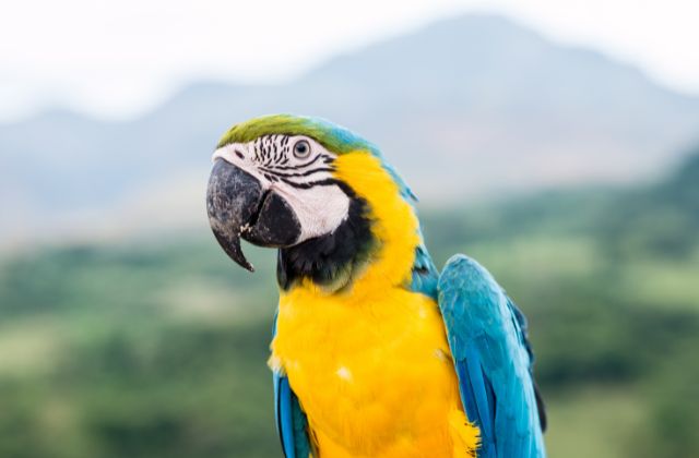 Macaw Facts