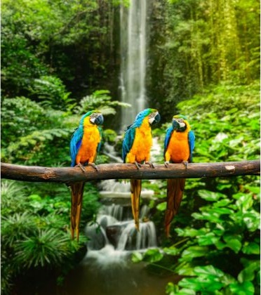 Macaw birds in the tropical rainforest