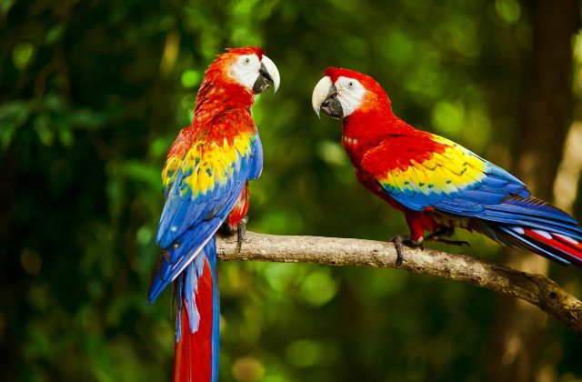 Macaws are the largest species of parrots