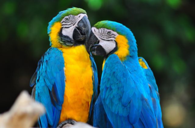 Macaws couple
