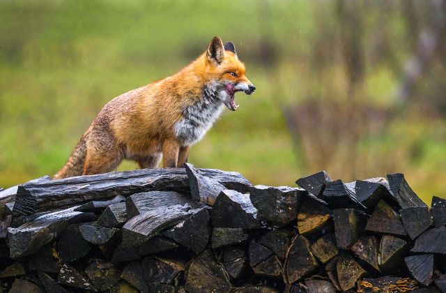 Red Foxes are the largest foxes in the world