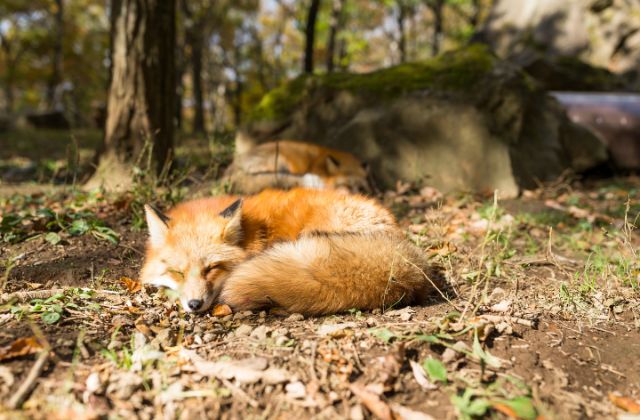 Red foxes sleep for an average of 9.8 hours every day