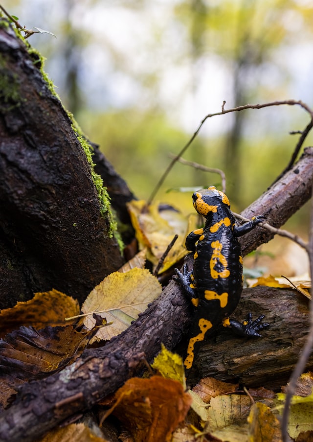 Salamander on the tree branch