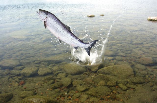 Salmon Fish Facts