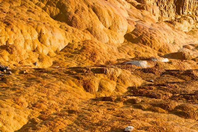 Yellow Stones in Yellowstone National Park