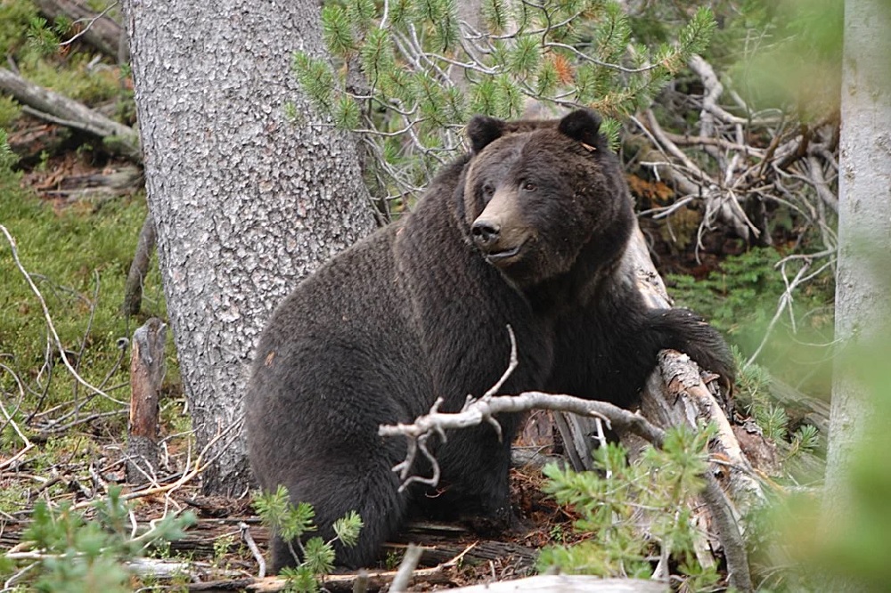 Grizzly bears are awed and feared by Native Americans