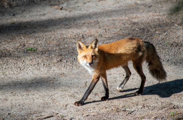 The red fox has excellent vision