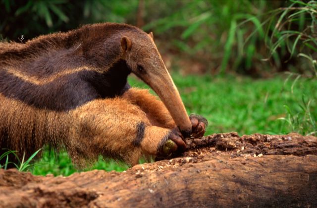 Anteaters 