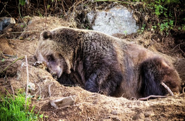 Grizzly bear sleeping 