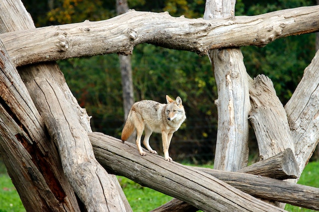 Coyote Habitat and Range 