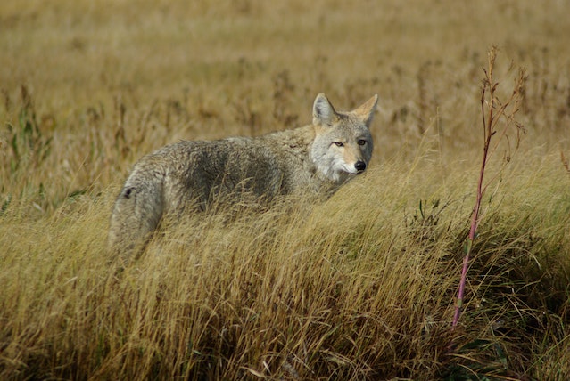 Coyote in Wild