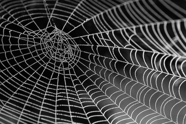 DIY Spider Web Activity
