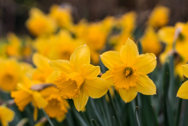 Daffodil Flower