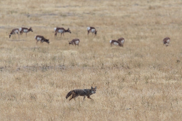 Group of Coyotes