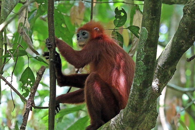 Maroon Langur Facts For Kids