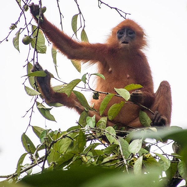 Maroon Langur Size and Weight