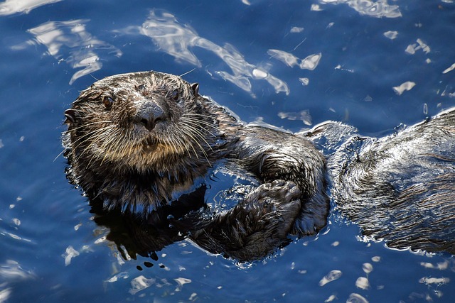 14 Amazing Facts about Sea Otters